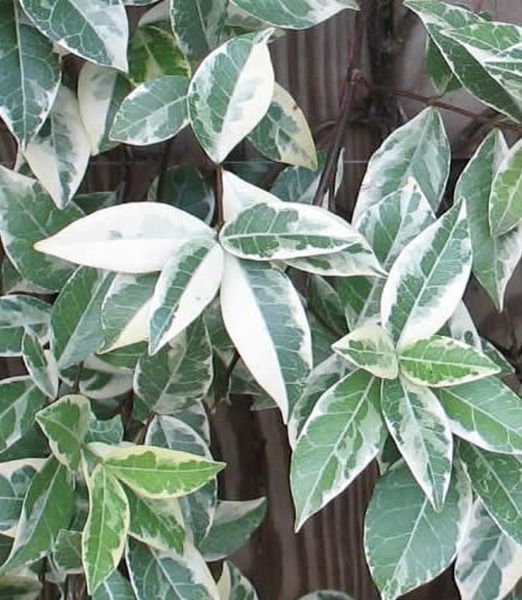 Trachelospermum jasminoides 'Variegatum'